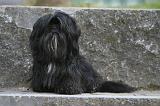 LHASSA APSO 206